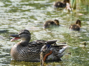 Two generations of Mallards