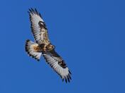 Rough Legged Hawk 