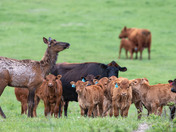 Look Ma, What is it?