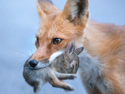 Fox and Rabbit