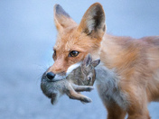 Fox and Rabbit