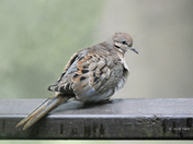 Mourning Dove
