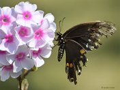 Swallowtail Butterfly with tattered wings