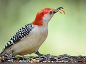 Flicker with Mealworms