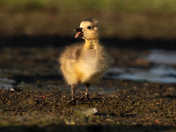 Goslings 