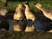 Goslings 