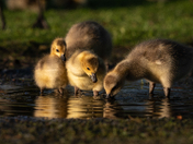 Goslings 