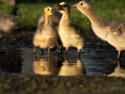 Goslings 