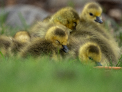 Goslings 