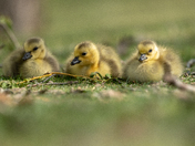 Goslings 