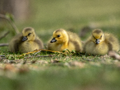Goslings 
