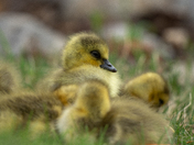Goslings 