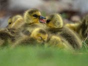 Goslings 