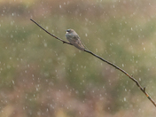 Raindrops Keep Falling On My Head
