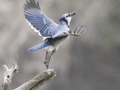 Blue jay