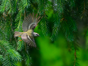 Golden-crowned Kinglet