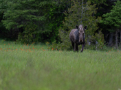 Moose among Indian Paintbrush flowers 