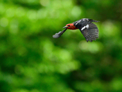 Red-breasted Sapsucker on a Mission