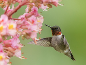 Ruby-throated hummingbird male