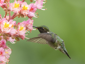Ruby-throated hummingbird 