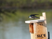 Live brom the bird box 