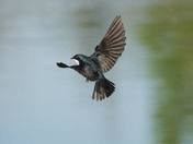 Live brom the bird box 