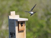 Live brom the bird box 