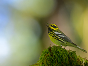 Townsend's Warbler 