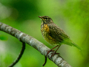  Robin Fledgling Learning to Fly
