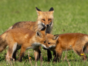 momma fox and two kits 