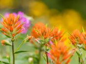 Find Me With the Wildflowers