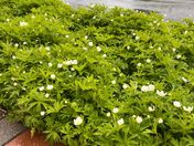 Sprint and Rain love 