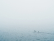 Fog on the Water