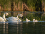 New Trumpeter Swan family