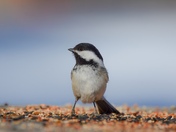 Chickadee Pose