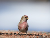 Common Redpoll