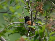 Spotted Towhee
