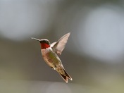 Ruby-throated Hummingbird