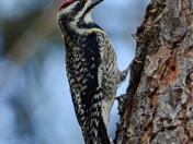 Yellow-bellied Sapsucker