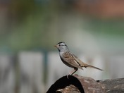 White-Crowned Sparrow