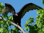 Turkey Vulture
