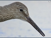 Portrait of a Willet