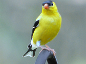 Goldfinch