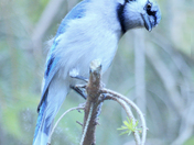 Bluejay on Pine Branch
