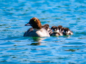 Goldeneye Family 
