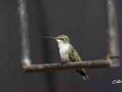 Maman Ruby throated hummingbird