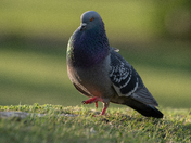 Pigeon