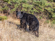 Bears in Praince Albert Provincial Park.