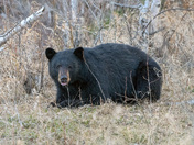 Bears in Praince Albert Provincial Park.