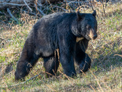 Bears in Praince Albert Provincial Park.